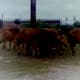 old-photo-negatives-of-vietnam-war-1960s
