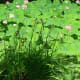 parc-floral-et-tropical-vendee-france