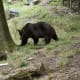 Zoo on the mountain, above Conwy bay, North Wales