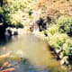 The natural garden