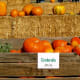 pumpkin-patches-in-central-oregon