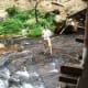 The flow from the waterfalls