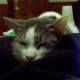 Soda Pop is lazy!