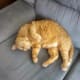 Geeko fake sleeping...for attention!