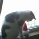 i-love-my-cats