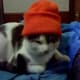 Soda Pop wearing a hunting hat; not impressed!