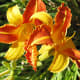 A colourful lily