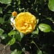 A lovely yellow rose