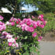 Roses in the park