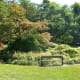Shrubs and trees in the park