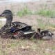 Mom and one duckling.