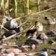 Six of the ten ducklings that hatched first in 2013.