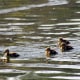 Jumping duckling! Mallard ducklings on their first day out.