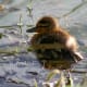 A cute duckling looking back at me.