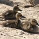 Awww, three mallard ducklings