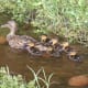 Mom with six ducklings.