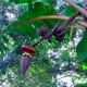 rainbow-of-colors-bananas