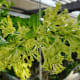 Flowers of night blooming jasmine.