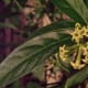 Queen of the Night, Lady of the Night, Night Blooming Jasmine, or Dama de Noche opens at night, with its sweet fragrant.