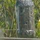 bird-behaviour-at-bird-feeders-lesson-plan-for-elementary-students