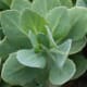 Sedum 'Autumn Joy' is supposed to be deer resistant, but deer ate this plant to the ground two years in a row! Luckily, it keeps coming back.