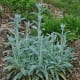 silver-annuals