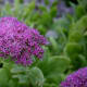 silver-annuals