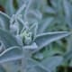 silver-annuals