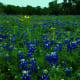 Mckinney Falls State Park State Flower Texas Bluebonnets- Austin TX