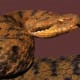 Asp Viper (Vipere aspis)
Rare, has a painful bite that is deadly.