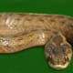 False smooth snake
Venomous snake found in open, sandy deciduous and evergreen woodland, scrub-land, sandy areas, meadows, plantations, cultivated land and in stone ruins.