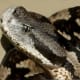 Snub-nosed or Lataste's viper
Can be seen day or night usually hidden under rocks and in dry scrub-land, has a toxic venom.
