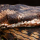 Seoane's Viper (Vipere Seoanei)
Thought to be the most dangerous snake in spain can be found all over.