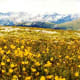 Alpine flowers seen from the Trail Ridge Road in Rocky Mountain National Park