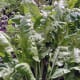 Spinach, great for flavouring potatoes