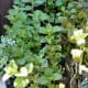 Mint, a great herb for flavouring, ideal for omelettes, cooking potatoes and use in many other dishes