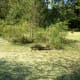 Near the entrance of the McAlpine/McMullen Creek Greenway -- swampy area which contains bird nesting boxes.
