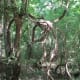 Some knarled trees along the trail.