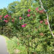 Path toward the entrance of the Four Mile Creek Greenway on Johnston Road.