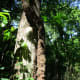 Another photo of a hairy vine -- this is poison ivy!