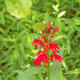 A lovely plant on the Four Mile Creek Greenway.