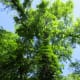 A pretty tree with leaves growing up the bark.