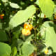 greenways-in-charlotte
