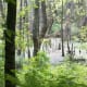 Swamp on the Four Mile Creek Greenway.