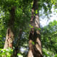Never touch the hairy vines you see on trees - believe it or not -- this is poison ivy!