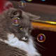 photographic-video-editing-software