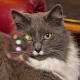 photographic-video-editing-software