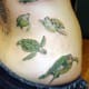sea-turtle-tattoos-and-designs-sea-turtle-tattoo-meanings-and-ideas-sea-turtle-tattoo-pictures