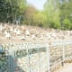 a-visit-to-the-rock-garden-in-chandigarh