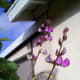 Photo of hyacinth bean flowers with young beans.